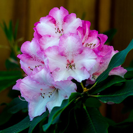 Rhododendron Link to Flowers