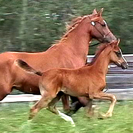 Cleo and Foal