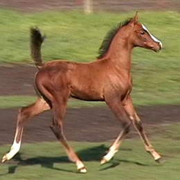 Baeleena's Foal