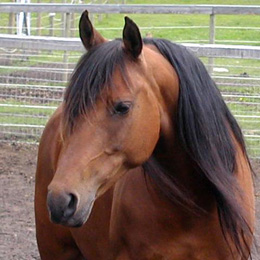 Belladonna