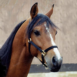 Mactalla Portrait