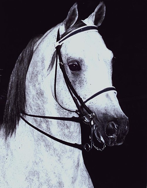Nightshade Portrait