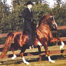 Zodiac Matador
