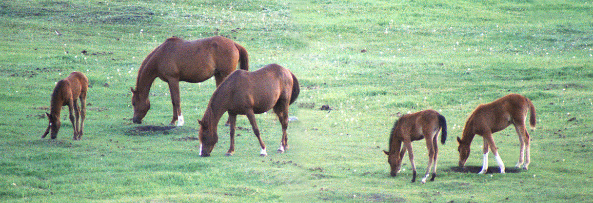 Mares and Foals