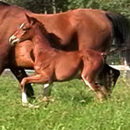 Caledon