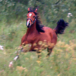 Running Free